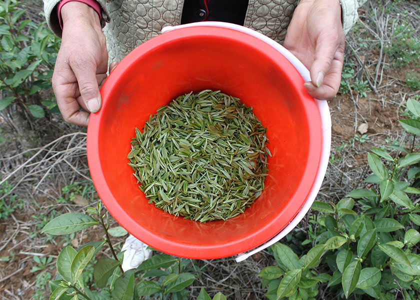 湖北白茶厂家