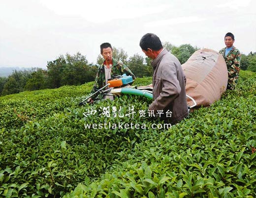 湖北白茶厂家