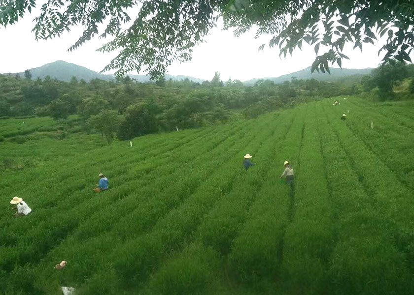 湖北白茶厂家