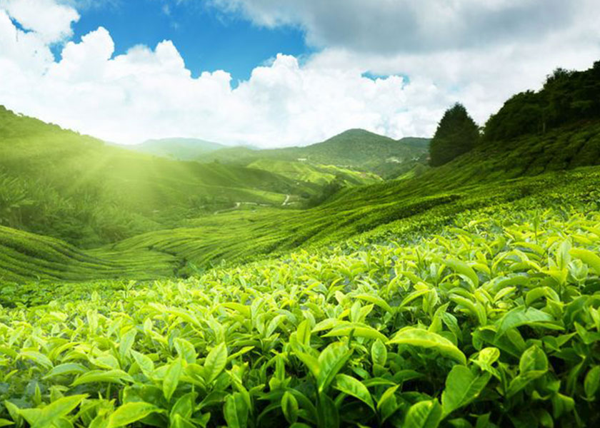 湖北绿茶厂家