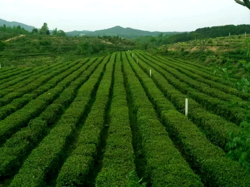 湖北白茶厂家