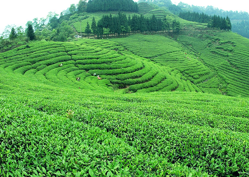 白茶茶叶哪家好