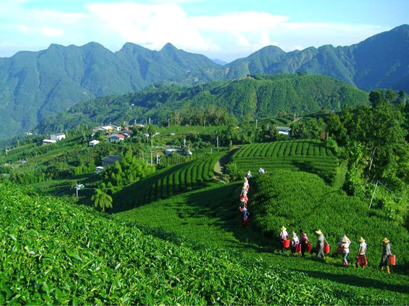 湖北白茶厂家